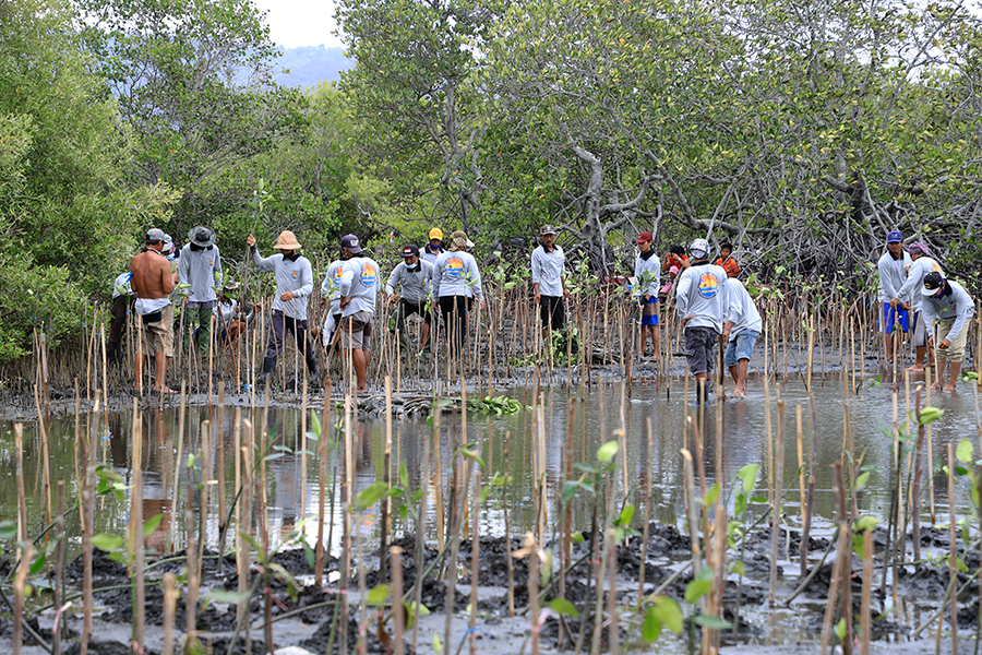 Foto Lainnya PEN-PKPM, KLHK Tanam Ratusan Ribu Bibit Mangrove di Bali