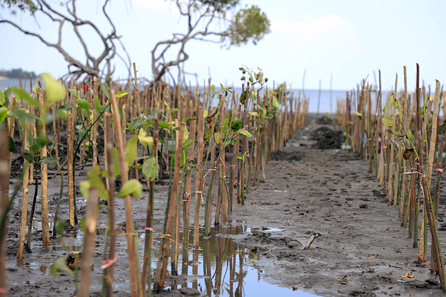 Foto Lainnya PEN-PKPM, KLHK Tanam Ratusan Ribu Bibit Mangrove di Bali