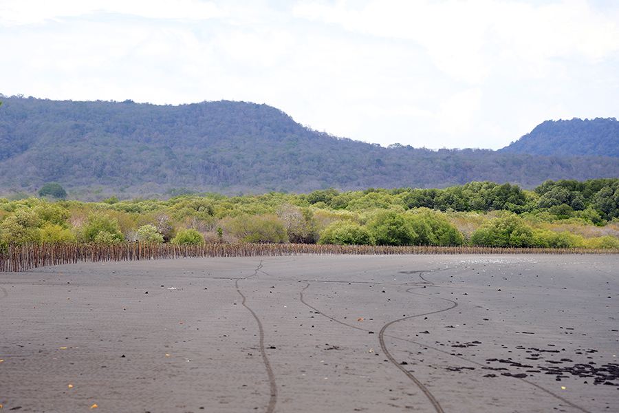 Foto Lainnya PEN-PKPM, KLHK Tanam Ratusan Ribu Bibit Mangrove di Bali